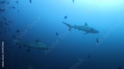 Wallpaper Mural Grey reef sharks swimming through schools of small fish in deep blue water Torontodigital.ca