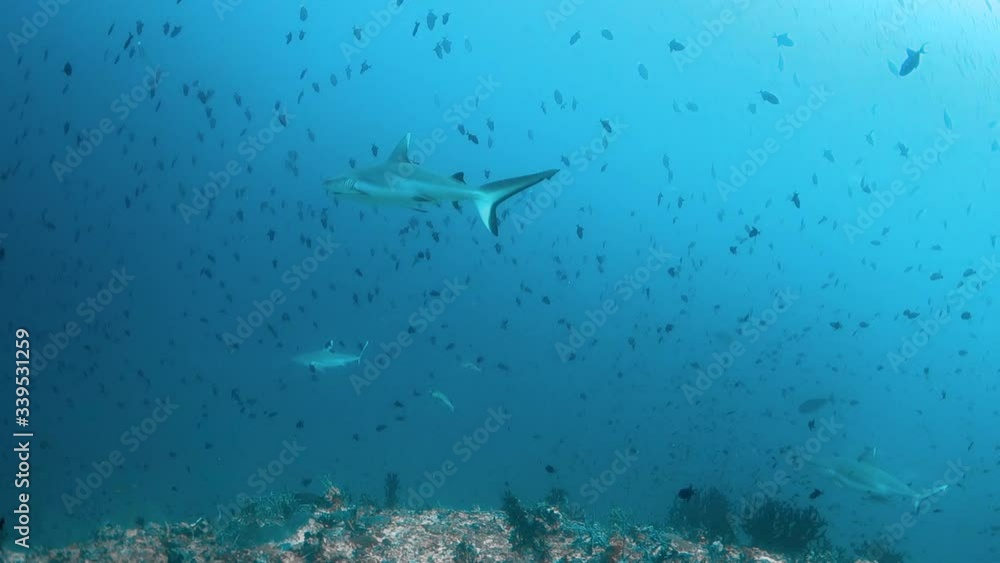 Grey reef sharks swimming through schools of small fish in deep blue water Grey reef sharks swimming through schools of small fish in deep blue water