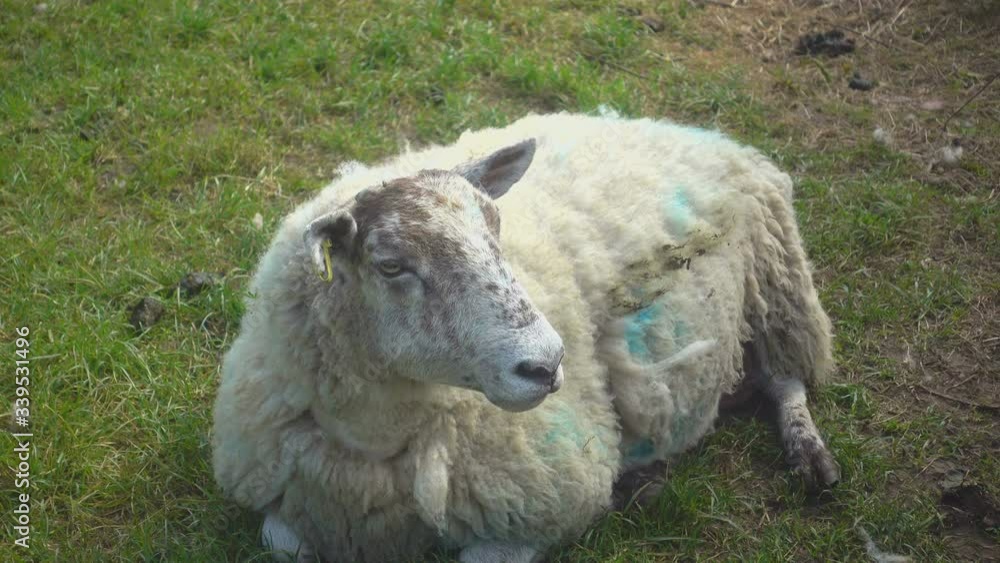 white sheep lying, looking and breathing heavily on meadow white sheep lying, looking and breathing heavily on meadow