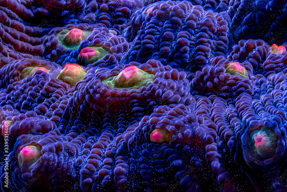 Mycedium coral SPS plating coral marine aquarium Stock Photo | Adobe Stock