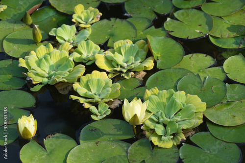Hintergrund: verschiedene Wasserpflanzen im Teich