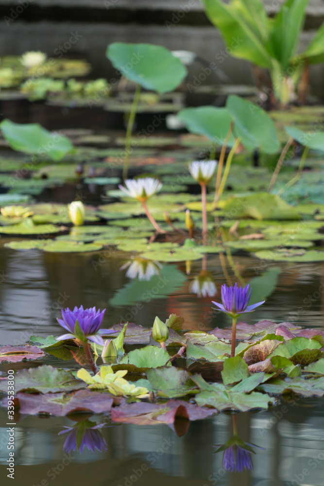 Lila und weiße, langstielige Seerosen mit Wasserspiegelung im Teich Lila und weiße, langstielige Seerosen mit Wasserspiegelung im Teich