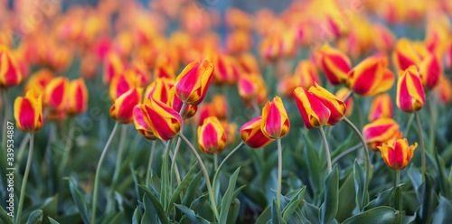 red yellow tulips background.