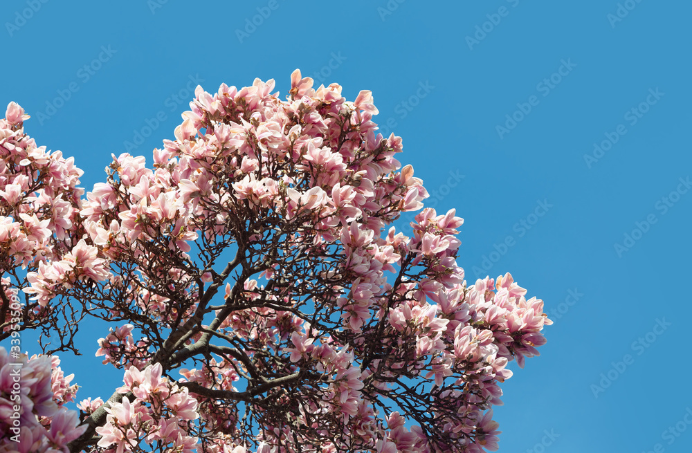 Magnolia tree blossom