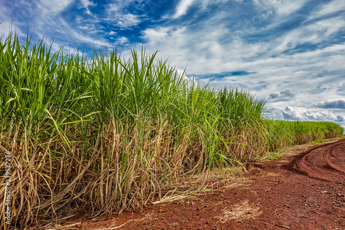 Sugar cane field. Photo of a sugar cane plantation with blue sky with clouds in Ribeirao Preto  Sao Paulo - Brazil