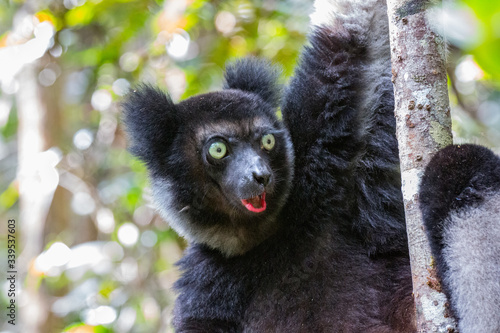 Indri lemur eating leafs in rainforest of Madagascar. Endemic to Madagascar and endangered species. photo