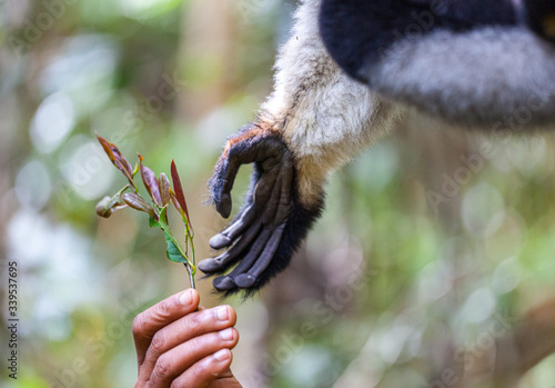 Beautiful close up of the interaction with hands of a human and indri lemur, Madagascar photo