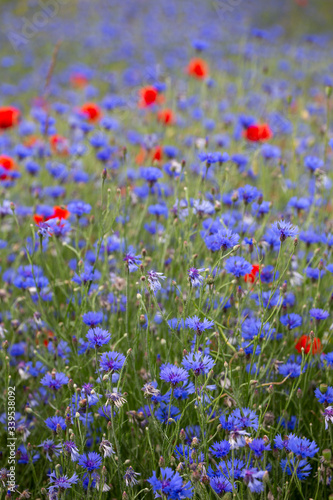 Field With Poppy And Cornflower
