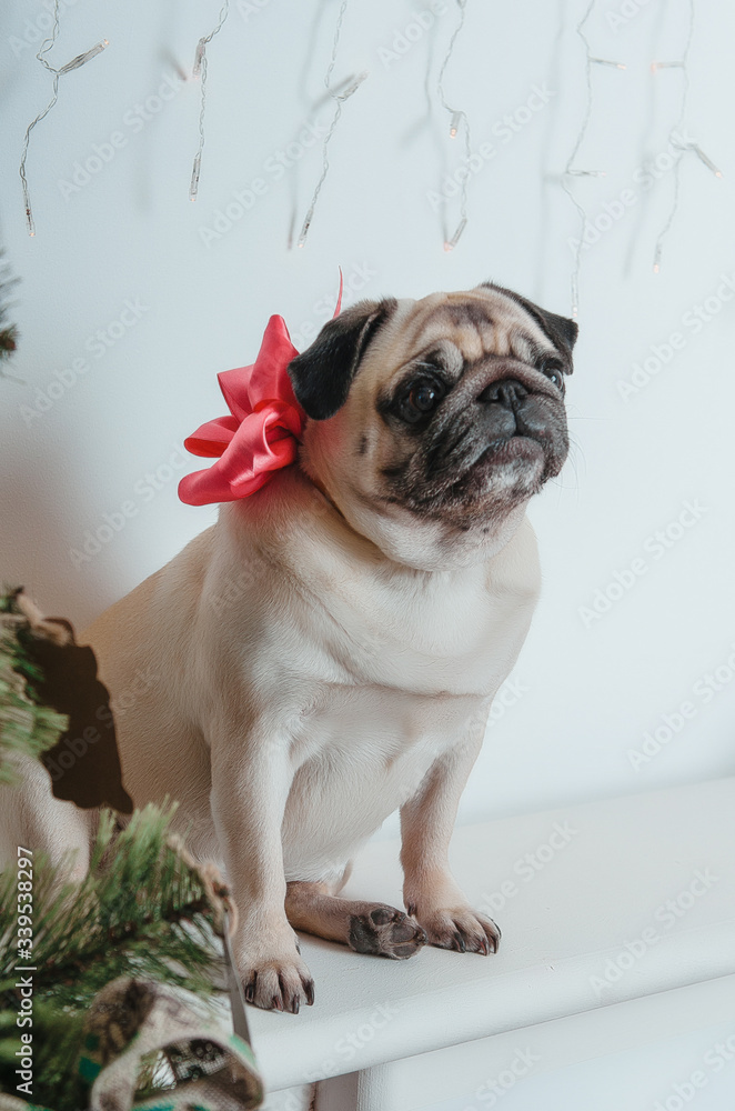 Obraz premium Bulldog gift with a red bow