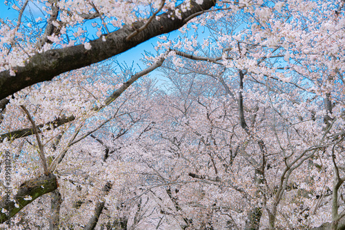 早朝の背割堤の桜 © tarasan