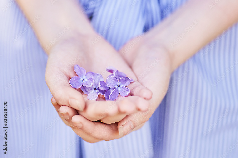 lilac flowers in hands on a lilac background lilac flowers in hands on a lilac background