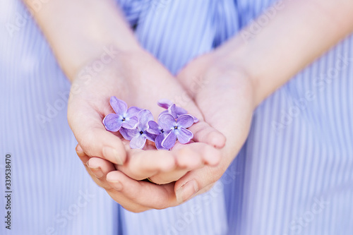 lilac flowers in hands on a lilac background