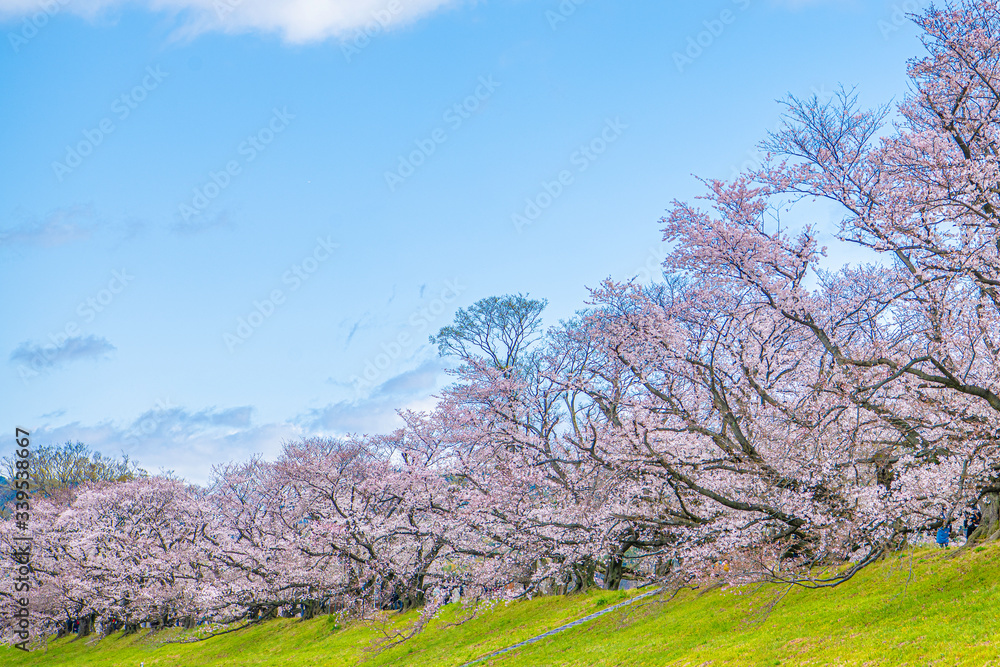 早朝の背割堤の桜