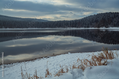 forest in the winter