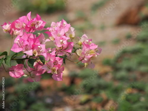 Wallpaper Mural Magnoliophyta Scientific name Bougainvillea Paper flower pink color on blurred of nature background Torontodigital.ca