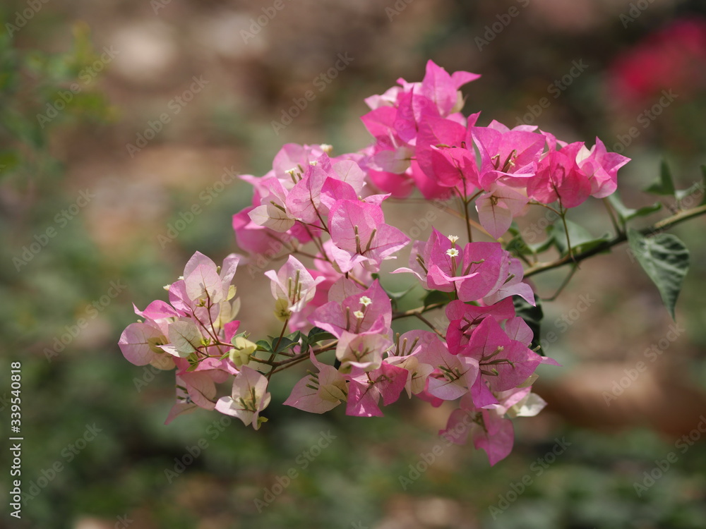 Obraz premium Magnoliophyta Scientific name Bougainvillea Paper flower pink color on blurred of nature background