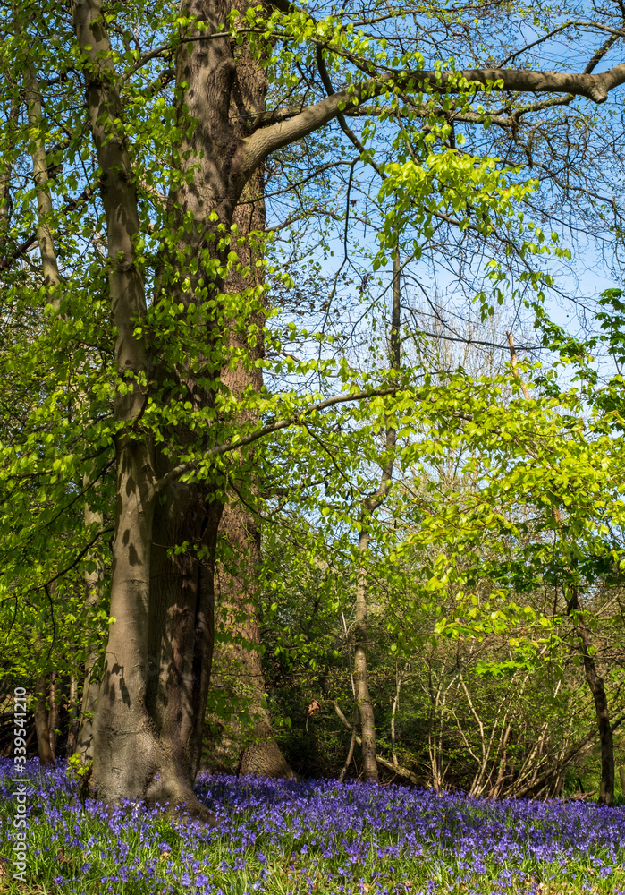 Obraz premium Carpet of wild bluebells in woodland, photographed at Pear Wood next to Stanmore Country Park in Stanmore, Middlesex, UK