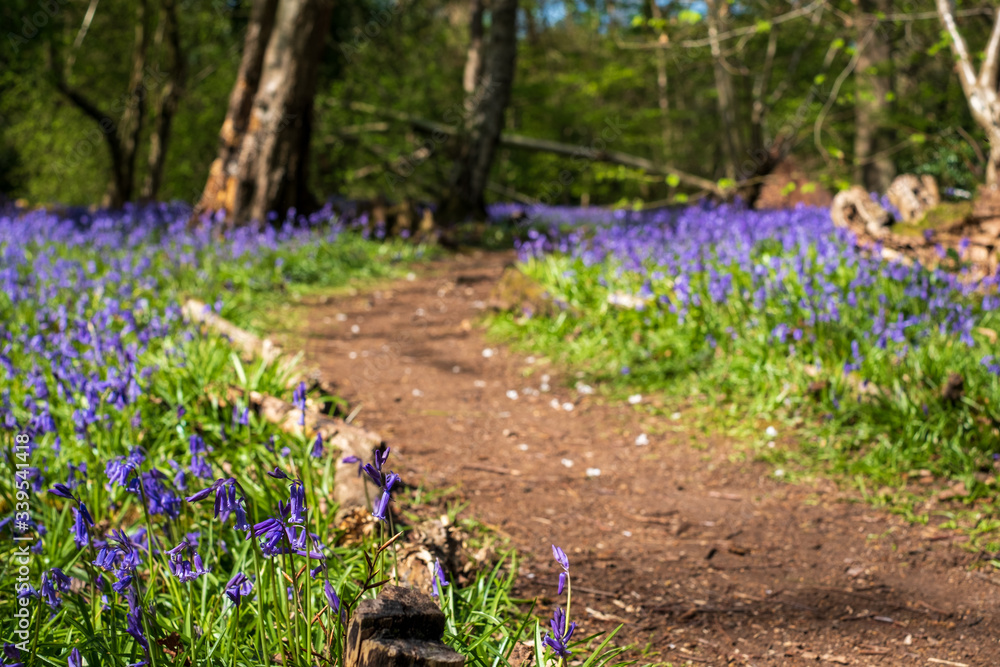 Obraz premium Carpet of wild bluebells in woodland, photographed at Pear Wood next to Stanmore Country Park in Stanmore, Middlesex, UK