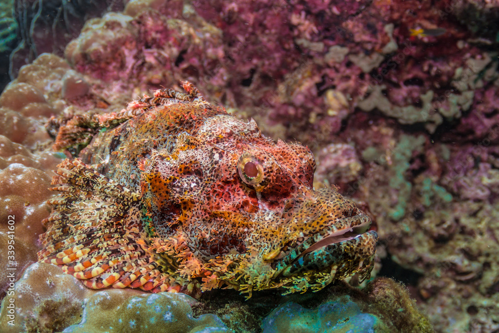 Underwater marine life fish corals