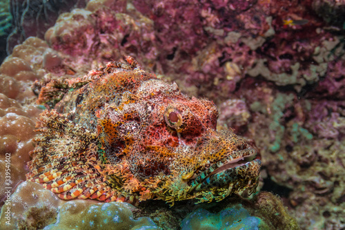 Underwater marine life fish corals © Jo