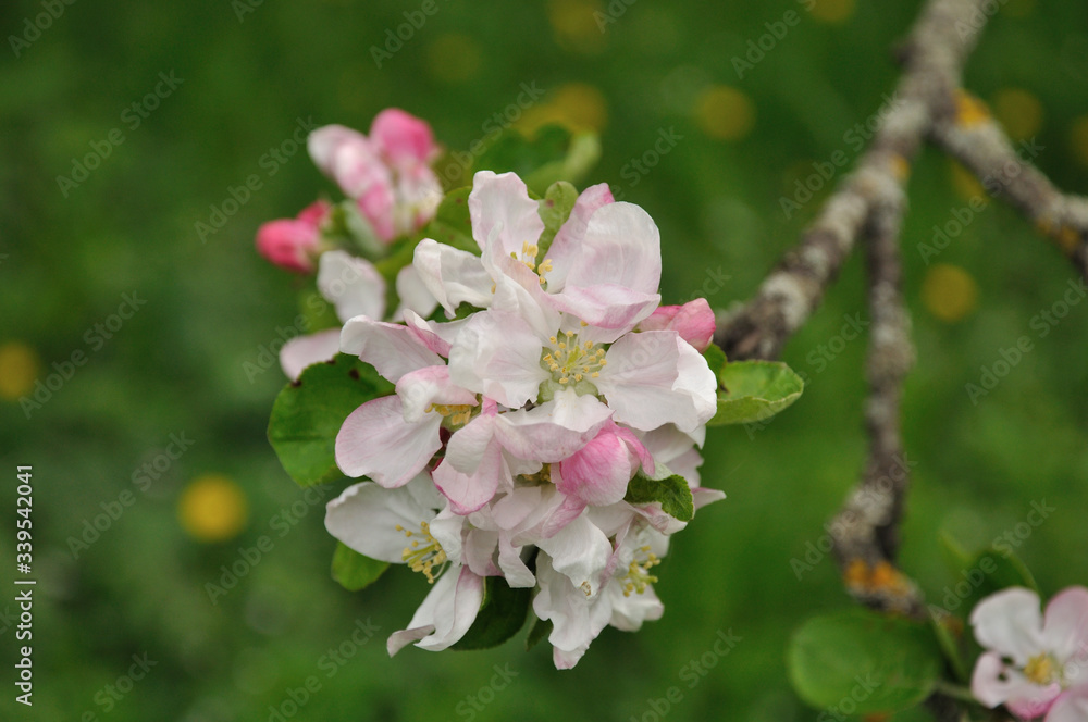 White apple flowers on a beautiful green background in a rural garden. White apple flowers on a beautiful green background in a rural garden.