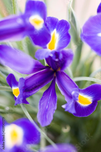 blue iris at garden in spring