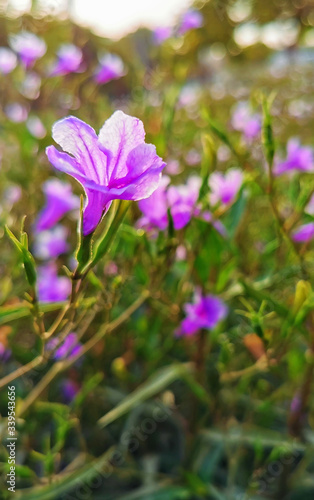 purple flowers in the garden