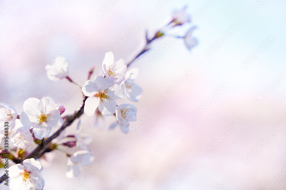 満開の桜の枝 桜のつぼみのアップ