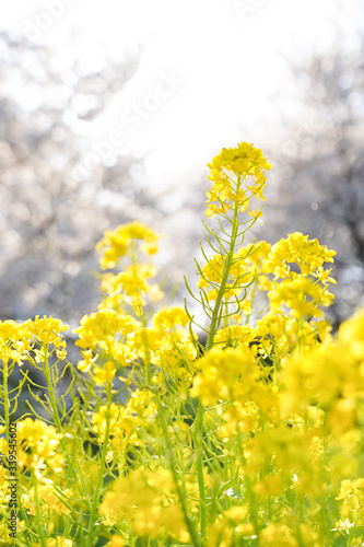 菜の花畑 黄色い花 © PhotoSozai