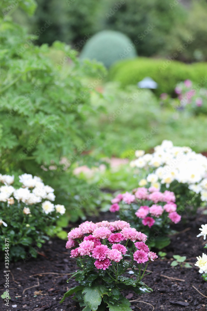 Fototapeta premium flowers in the garden