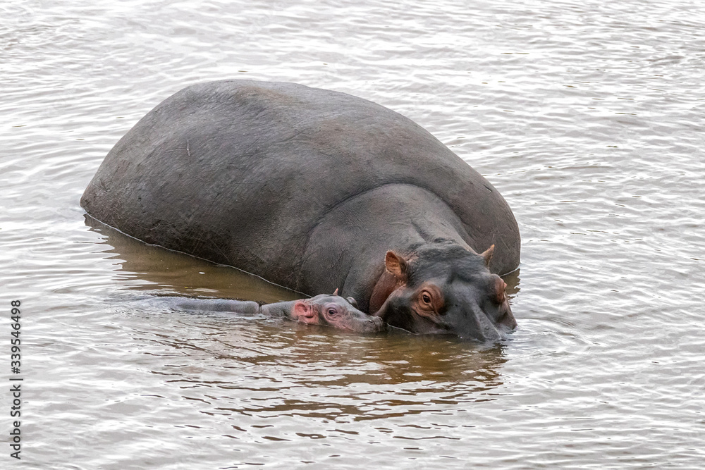 Fototapeta premium Mother and baby hippos in the Mara River