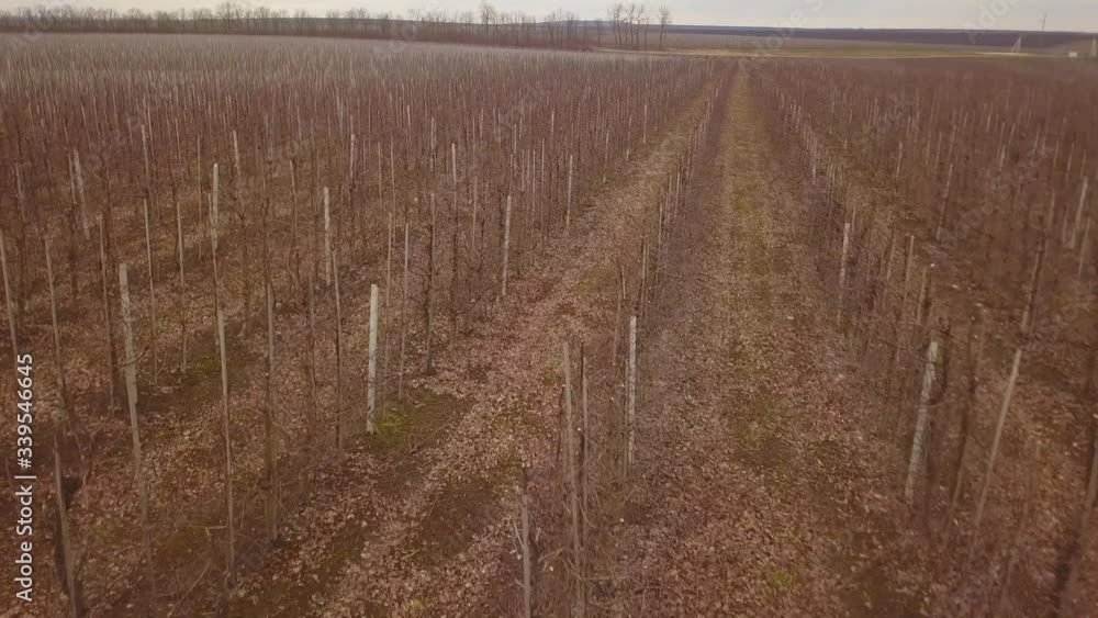 Aerial photography of the apple orchard. Achieved apples on apple trees. Great apple garden. 4K.RAW. Top down aerial view of fruit orchards organised in rows. Aerial photography of the apple orchard. Achieved apples on apple trees. Great apple garden. 4K.RAW. Top down aerial view of fruit orchards organised in rows.
