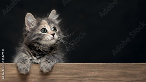 Beautiful gray female kitten rests its paws on a wooden board. Blank for advertisement or announcement with copy space