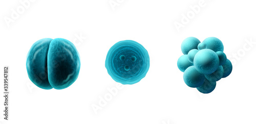 Mitosis, coronavirus, staphylococcus vector illustration on isolated white background. Microscope virus close up.