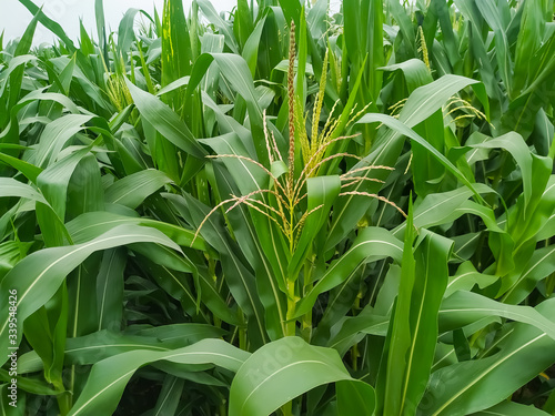 Corn flower tassel sway in the late summer breeze. Green corn field