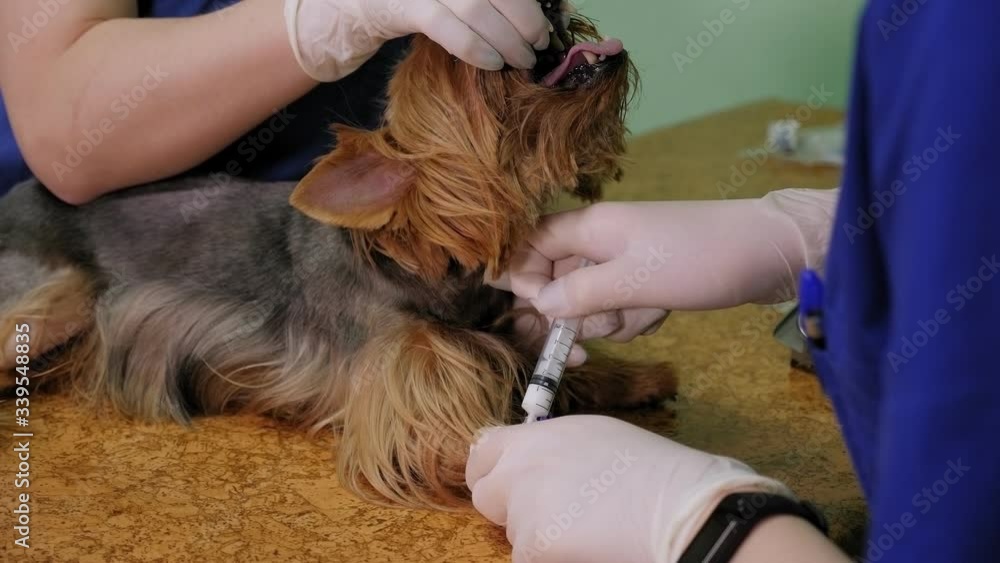 The doctor gives an injection to the dog in a catheter in a veterinary ...
