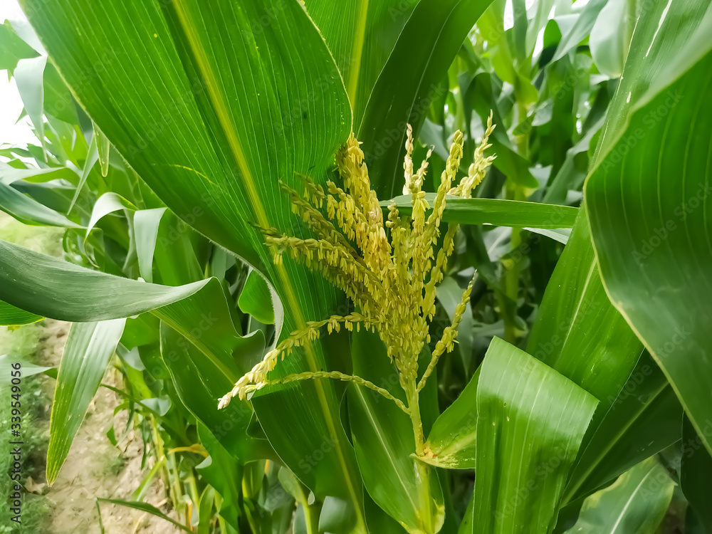 Obraz premium Corn flower tassel sway in the late summer breeze. Green corn field