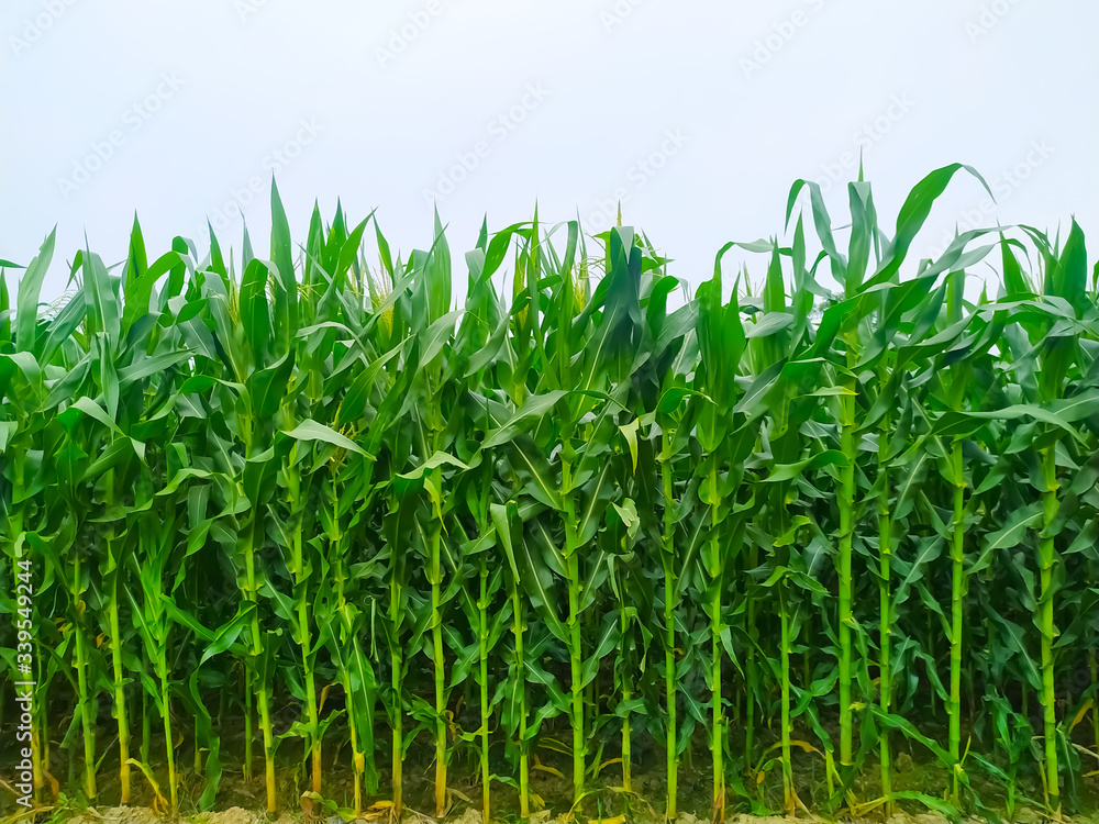 Obraz premium Corn flower tassel sway in the late summer breeze. Green corn field