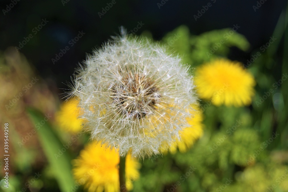 white blowball and yellow dandelions SONY DSC white blowball and yellow dandelions SONY DSC