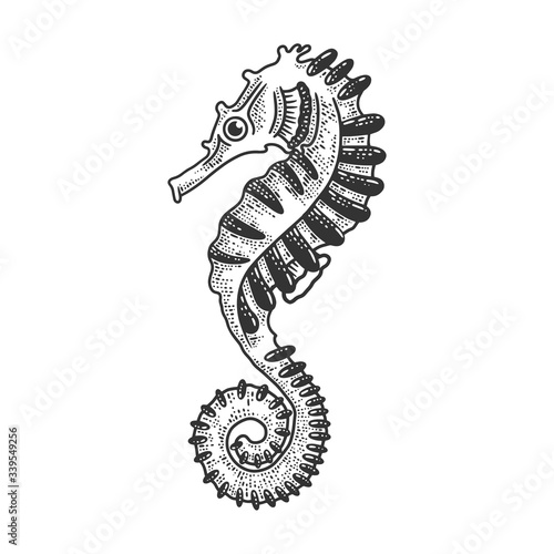 Seahorse sea animal sketch engraving vector illustration. T-shirt apparel print design. Scratch board imitation. Black and white hand drawn image.