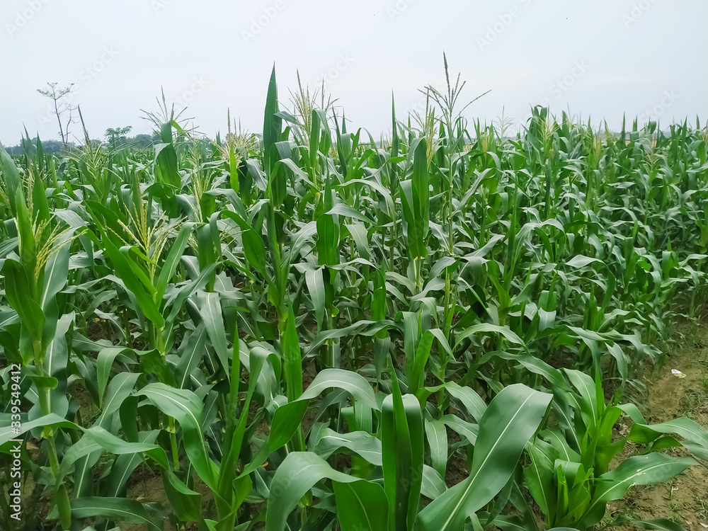Corn flower tassel sway in the late summer breeze. Green corn field Corn flower tassel sway in the late summer breeze. Green corn field