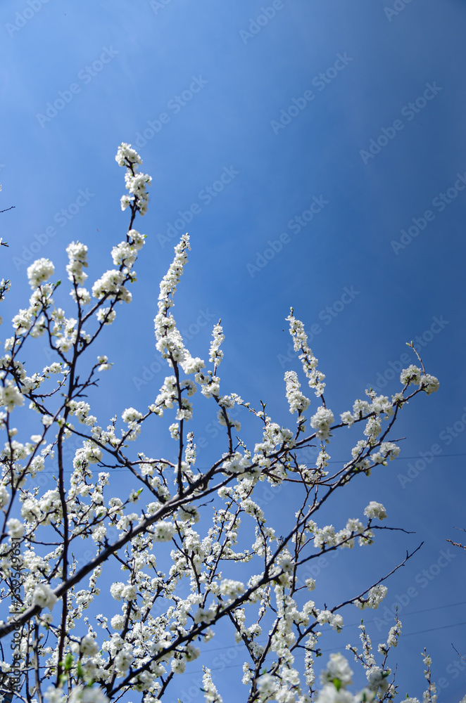 Spring weather - cherry blossomed in the garden. Spring weather - cherry blossomed in the garden.
