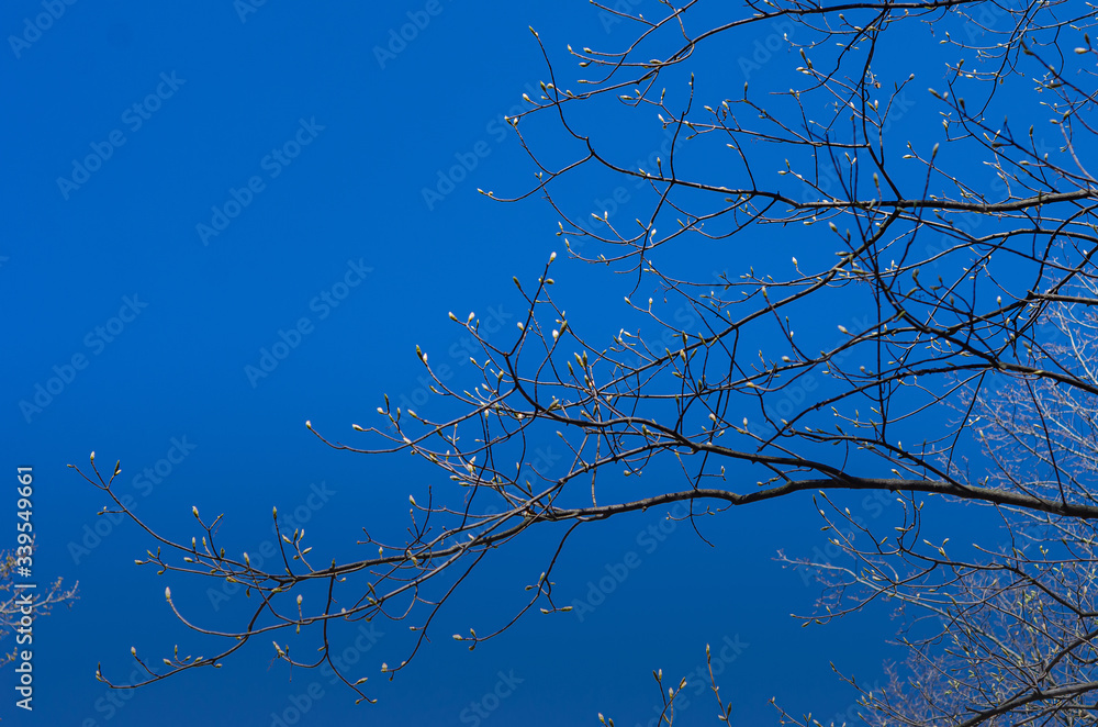 Spring tree. The branches of a tree with swollen buds are ready to ...