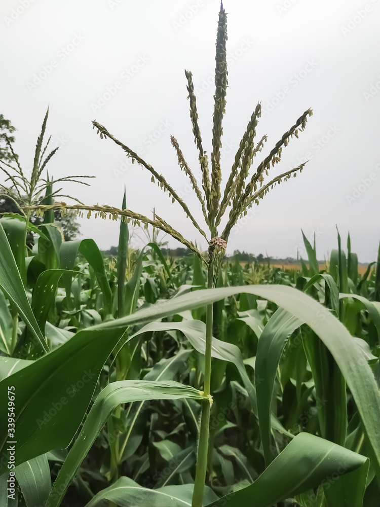 Corn flower tassel sway in the late summer breeze. Green corn field Corn flower tassel sway in the late summer breeze. Green corn field