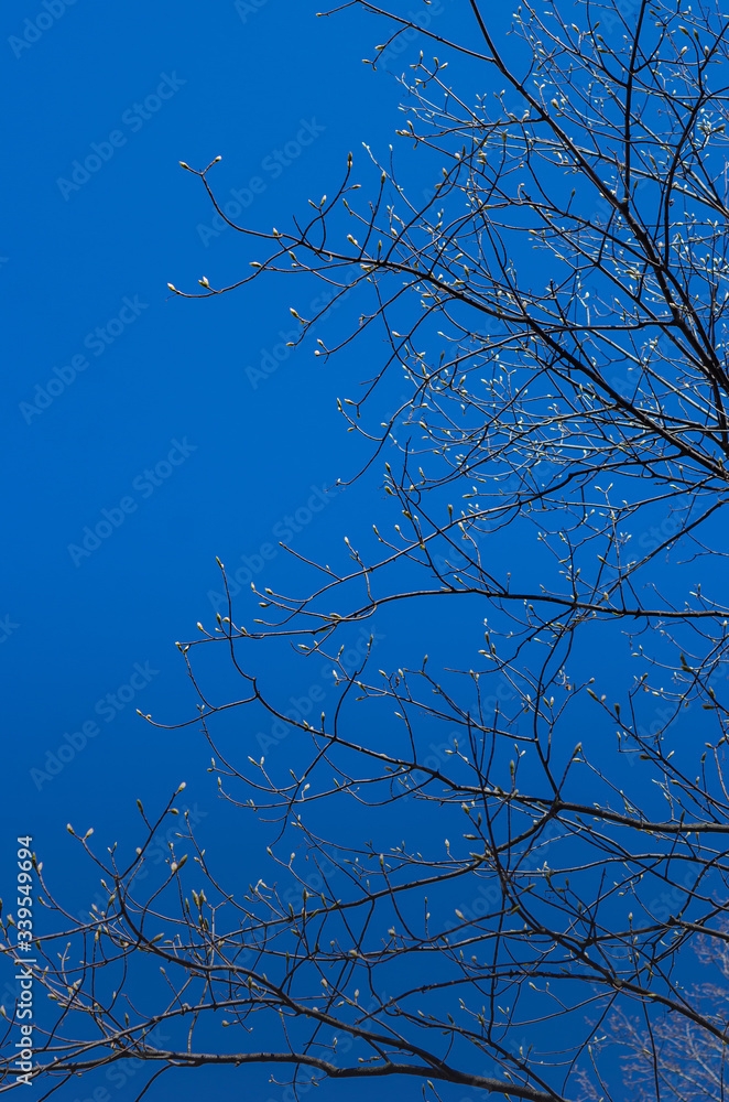 Spring tree. The branches of a tree with swollen buds are ready to ...