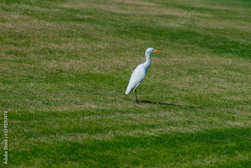 great white heron on the grass