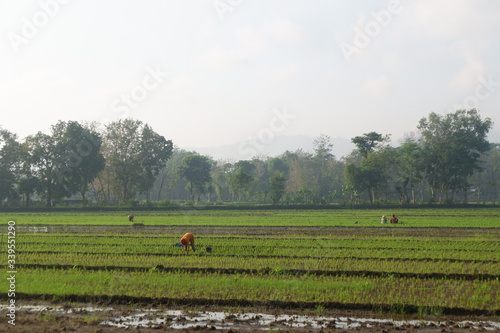 Fotografie Farmers work on the ricefield