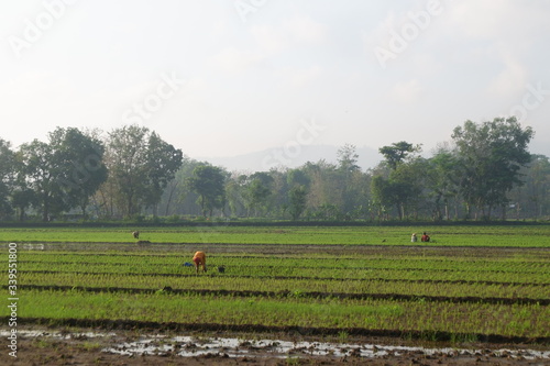 Obraz na plátně Farmers work on the ricefield