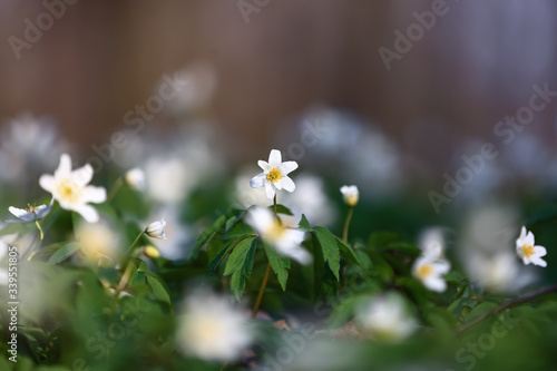 In oak forest the beautiful anemone nemorosa is blooming. Bokeh tree on background. Perfect springtime wallpaper. Floral natural botanic background.
