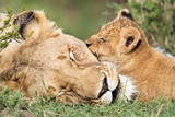 Lioness and her cub sleeping, Masai Mara